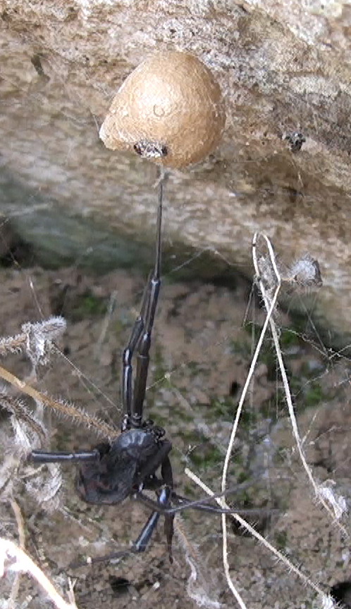 Latrodectus tredecimguttatus morta - San Giovanni Rotondo